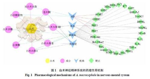白术机制爆料最新,传统中药的现代科学解析  第3张